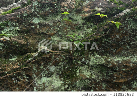 The power spot, Mt. Oiwa. The forest was shrouded in mist after the rain, creating a mysterious atmosphere that seemed to draw you in. The power spot, Mt. Oiwa. The forest was shrouded in mist after the rain, creating a mysterious atmosphere that seemed to draw you in. 118825688