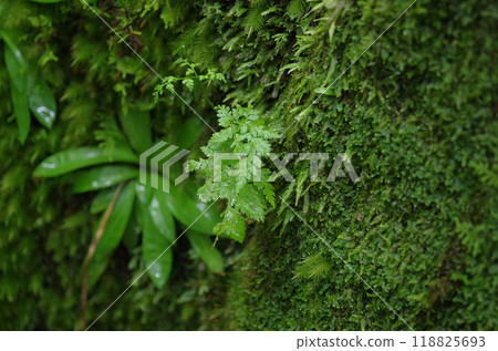 The power spot, Mt. Oiwa. The forest was shrouded in mist after the rain, creating a mysterious atmosphere that seemed to draw you in. The power spot, Mt. Oiwa. The forest was shrouded in mist after the rain, creating a mysterious atmosphere that seemed to draw you in. 118825693