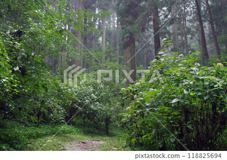 The power spot, Mt. Oiwa. The forest was shrouded in mist after the rain, creating a mysterious atmosphere that seemed to draw you in. The power spot, Mt. Oiwa. The forest was shrouded in mist after the rain, creating a mysterious atmosphere that seemed to draw you in. 118825694