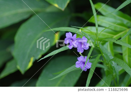 花卉景觀 118825696