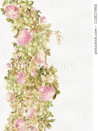 Pink climbing roses blooming in autumn Pink climbing roses blooming in autumn 118825968