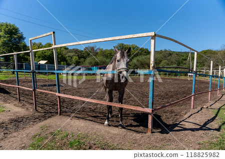 Horse portrait. Horse on nature. Portrait of a horse 118825982
