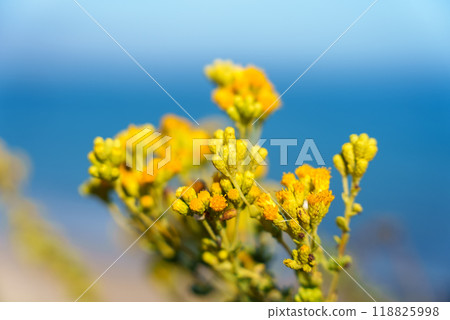 Close up of yellow flowers with the ocean in the background Close up of yellow flowers with the ocean in the background 118825998
