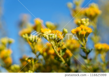 Close up of vibrant yellow flowers against a bright blue sky Close up of vibrant yellow flowers against a bright blue sky 118825999