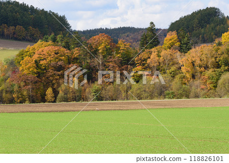 Autumn leaves in Biei on a clear autumn day 118826101
