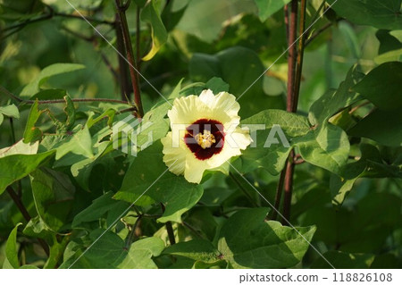 三葉楊花/2024㋇ 三葉楊花/2024㋇ 118826108