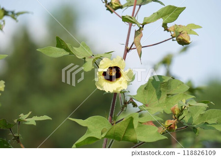 三葉楊花/2024㋇ 三葉楊花/2024㋇ 118826109