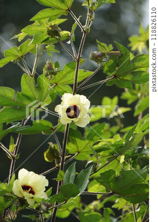 Cottonwood Flowers - 2024 Cottonwood Flowers - 2024 118826110