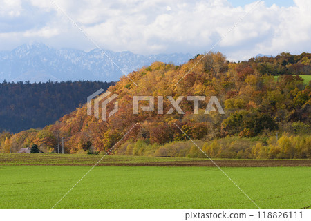 Autumn leaves in Biei on a clear autumn day Autumn leaves in Biei on a clear autumn day 118826111