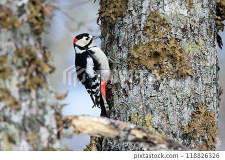 Great Spotted Woodpecker Drumming on a Tree Trunk Great Spotted Woodpecker Drumming on a Tree Trunk 118826326