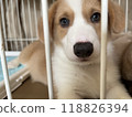 Baby Corgi looking at the camera from inside a cage 118826394