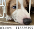 A baby corgi thinking about something in a cage 118826395