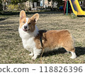 Corgi looking at the camera on the grass in the park 118826396