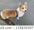 Corgi listening to owner's instructions on morning walk 118826397