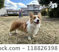 Corgi listening to his owner on the grass in the park 118826398