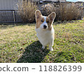 Corgi dog walking on green grass 118826399