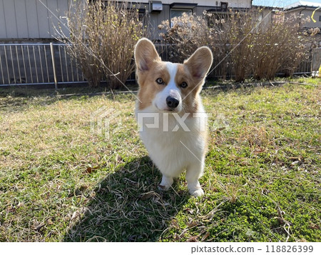 Corgi dog walking on green grass 118826399