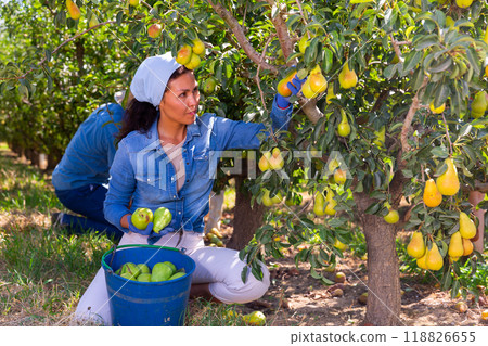 Successful female owner of orchard gathering harvest of pears in summertime 118826655