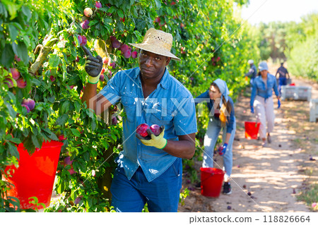 Hardworking african american male farmer plucks ripe plums from a tree Hardworking african american male farmer plucks ripe plums from a tree 118826664