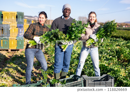 Happy team of farmers standing on plantation with harvested celery 118826669