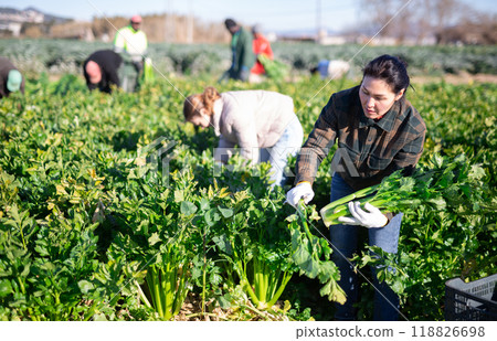 Asian workwoman harvesting celery on farm plantation in spring 118826698