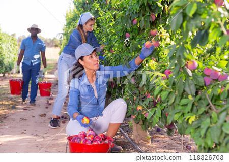 Farmers picking ripe plums in fruit garden 118826708