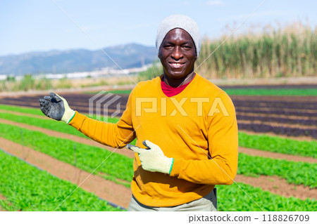 Portrait of african-american man engaged arugula in cultivation on field 118826709