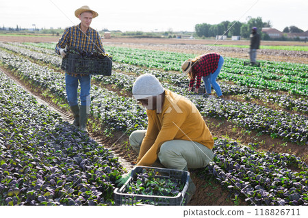 Group of farm workers picking harvest of red canonigos Group of farm workers picking harvest of red canonigos 118826711