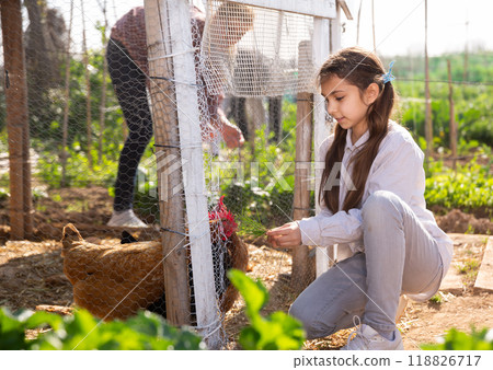 Little girl feeding chickens Little girl feeding chickens 118826717