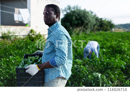 Man farmer harvesting green pepper on field Man farmer harvesting green pepper on field 118826718