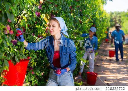 Plantation workers harvesting plums 118826722