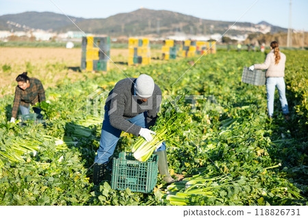 Portrait of successful african american farmer standing on celery plantation with vegetables in hands during harvest Portrait of successful african american farmer standing on celery plantation with vegetables in hands during harvest 118826731