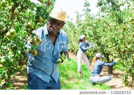 Man farmer picking pears in fruit garden Man farmer picking pears in fruit garden 118826733