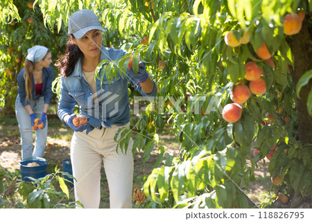 Asian woman orchard owner harvesting ripe peaches 118826795