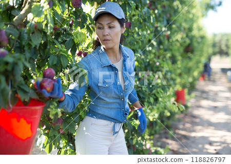 Woman farmer harvesting plums on fruit plantation 118826797