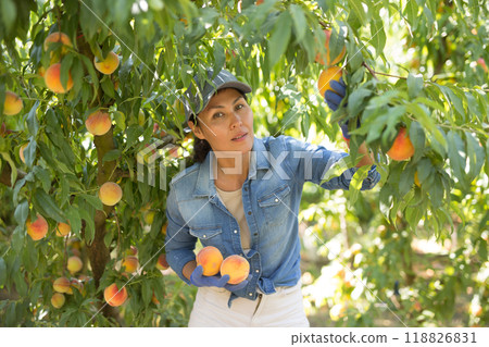 Woman harvesting peaches 118826831