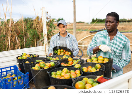 African american farmer loading buckets of tomatoes into truck on plantation 118826878