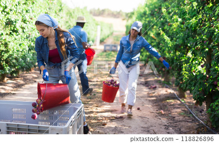 Young woman farmer bulking harvested plums into box in orchard Young woman farmer bulking harvested plums into box in orchard 118826896