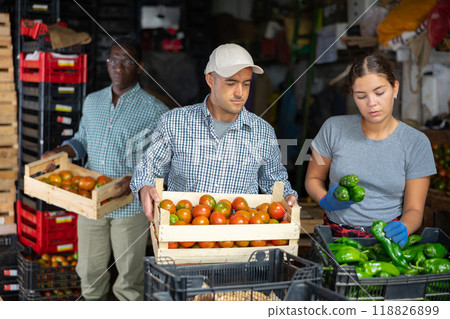 Team of vegetable farm workers sorting harvested tomatoes and peppers Team of vegetable farm workers sorting harvested tomatoes and peppers 118826899