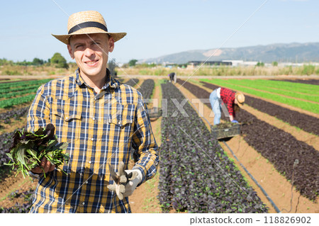 Man farmer posing on leaf vegetables field 118826902