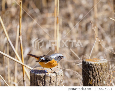 A Daurian redstart about to take off A Daurian redstart about to take off 118826995
