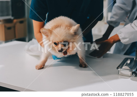 Closeup shot of veterinarian hands checking dog by stethoscope in vet clinic Closeup shot of veterinarian hands checking dog by stethoscope in vet clinic 118827055