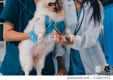 Closeup shot of veterinarian hands checking dog by stethoscope in vet clinic 118827072