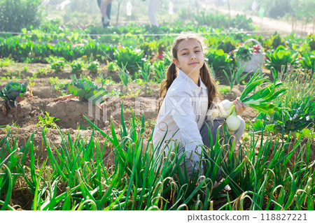 Young girl farmer harvesting green onions 118827221
