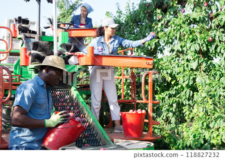 Three farmers collect ripe plums from a tree 118827232