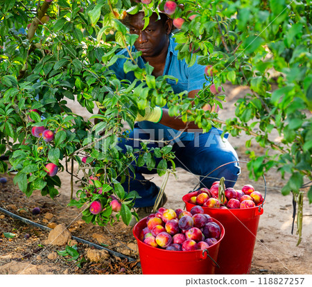 Man working on fruit plantation, gathering plums Man working on fruit plantation, gathering plums 118827257