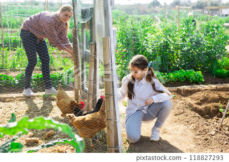 Young woman and a teenage girl, who are near the chicken coop, feed the chickens Young woman and a teenage girl, who are near the chicken coop, feed the chickens 118827293