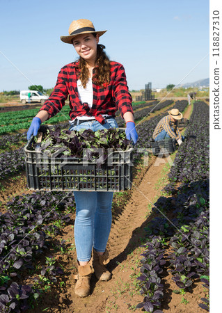 Woman farmer carrying box with picked komatsuna Woman farmer carrying box with picked komatsuna 118827310