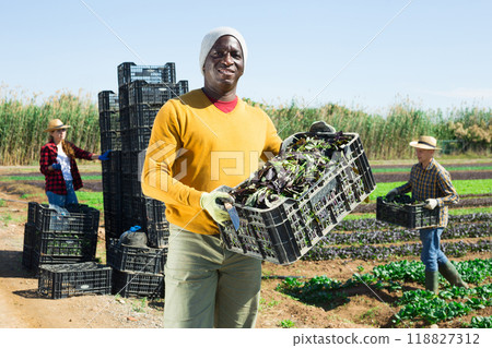 Portrait of positive farmer man holding crate full of red spinach in farm field 118827312