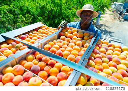 African american farm worker stacking boxes with harvested peaches 118827370